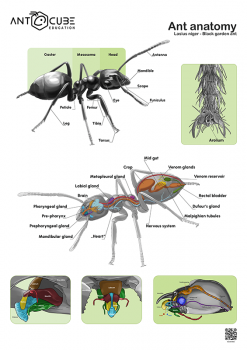 Poster - Anatomie der Ameisen - Lasius niger - 70x100